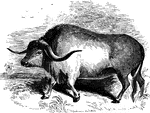 "The Syrian Ox in its present day has wide-spreading horns, high shoulders, and a dewlap that nearly sweeps the ground." &mdash; S. G. Goodrich, 1885