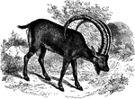 "Similiar to the Ibex, but found only among the very highest peaks of the Spanish Pyrenees." &mdash; S. G. Goodrich, 1885