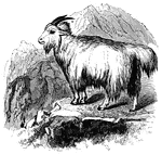 "Both male and female have small horns, and hair of a white color. They live in small flocks in the lofty heights of the great range from which they derive their name." &mdash; S. G. Goodrich, 1885