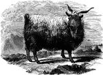 "The most celebrated variety, however, is the Cashmere Goat, which produces the fine wool of which the famous Chasmere shawls are made." &mdash; S. G. Goodrich, 1885