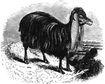 "Syrian goats are remarkable for their long, pendant ears, and fine, long hair, used for the manufacture of various fabrics." &mdash; S. G. Goodrich, 1885