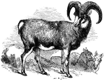 "The animals of this genus are distinguished by short tails, rogh hair; and enormous horns; they live on the mountains, and though their numbers are small, they are found widely in Europe, Asia, Africa, and America." &mdash; S. G. Goodrich, 1885
