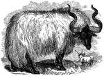 A sheep with spiral, long horns and long wool.