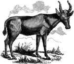 "Is of a reddish-fawn color, with black horns, shaped like the tines of a fork. "&mdash; S. G. Goodrich, 1885
