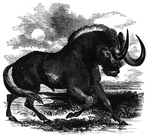 "The Gnu has a formidable pair of horns, leading first downward and then pulling upward, and has been called the <em>Horned Horse</em>. It is about the size of a well-grown ass; the neck, body, and tail resemble those of a small horse; the pace is a species of light gallop." &mdash; S. G. Goodrich, 1885