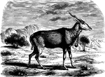 "Is considerably the largest of all the antilopes, being the size of a good horse, and measuring eight feet two inches in length, and full five feet in height at the shoulder. The horns of the male are one and a half feet in length, very thick and heavy, almost straight until within three inches of the fingertips, where they bend outward, attenuated at the points, and surrounded throughout the greater length with a thick spiral wreath, which passes twice completely round them, and finishes by becoming indistinct near the points." &mdash; S. G. Goodrich, 1885