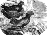 Approximately the size of pigeon, the cock of the rock has a distinctive crest of feathers arranged in two planes. It is often found on the rocky shores of streams, which it draws its namesake from.