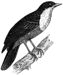The bloody pavao (<em>coracina scutata</em>) is a mostly black bird, which gets its name from the blood red feathers on its neck and breast resembling a wound.