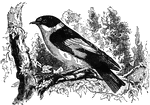 The collared fly-catcher, a bird which feeds on insects and the occaisional small vertebrate.