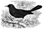 Black with a yellow bill, the blackbird feeds mostly on larvae, snails, worms, insects, and fruits.