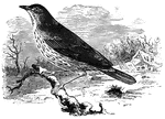Found throughout Europe, the song thrush is known for its charming song.