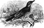 The red-wing thrush migrates from the north to the south of Europe in the winter, feeding on worms and other soft-bodies animals.