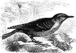 Inhabiting the higher reaches of Southern Europe, the rock thrush descends to lower altitudes during the winter.