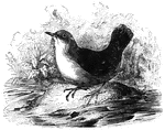 The black dipper, also known as the European water-ousel, feeds on small shellfish and insects.