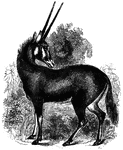 "It is a heavy stout animal, about five feet in length, and three feet two inches high at the shoulder; the length of the horns is from two feet to two and a half, that of the eas seven inches, and that of the tail thirteen or fourteen inches. The horns are almost perfectly straight, very little divergent, and situated in the plane of the forehead." &mdash; S. G. Goodrich, 1885