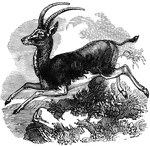 "Is six feet long, three feet seven inches high, has round horns curved backward, and is of a blu-ish black color, whence its name, which signifies <em>Blue Buck</em>." &mdash; S. G. Goodrich, 1885