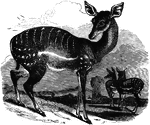 "Is one of the most celebrated of antilopes; it is about two feet high at the shoulder; its limbs are slender but vigorous, and all its actions are light and spirited. In full flight it lays the horns back nearly on the shoulders, and seems to skim over the level plain almost without touching it." &mdash; S. G. Goodrich, 1885