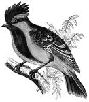Native to the Himalaya Mountains, <em>P. xanthogenys</em> is somewhat smaller than the great tit.