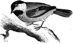 The common chickadee, found in the United States.