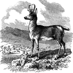 "The only kind of antilope found on this continent. It differs from all the other members of the tribe in several aspects, and especially in having prong or branch to the horns. The horns rise perpendicularly from the skull till within two or three inches of the points, where they curve suddenly backward and inward, forming a small hook like those of the chamois." &mdash; S. G. Goodrich, 1885