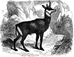 "The horns are six or seven inches long, the body about three feet three inches, and the height at the shoulders about two feet. The whole body covered with long hair, hanging down over the sides, of a deep brown color in winter and brownish-fawn color in summer, being in spring slightly mixed with gray; head is of a pale yellow or straw color, with dark band son each side, passing from the root of the ears to the corners of the mouth, and encircling the eyes and base of the horns." &mdash; S. G. Goodrich, 1885