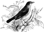 The nightingale is renowned for its song. Its name is derrived from the Saxon meaning <em>night-singer</em>.