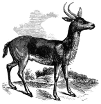 "Is of a deep reddish-fawn color; its lives in pairs or small families, frequenting the reedy borders of mountain streams. It is found in South Africa, but at some distance from the Cape." &mdash; S. G. Goodrich, 1885