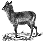 "Is of a pale brown color, lives in small herds on the Gambia, and resembles the gazelles." &mdash; S. G. Goodrich, 1885