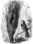 The cisticole warbler, shown with its purse-shaped nest.