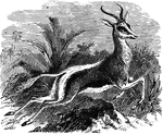 "Is perhaps the most graceful and the most beautifully varied in its colors, of all the antilope. imagination cannot concieve a quadruped more light and airy in form, more delicate in its proprtions, or whose movements are executed with more natural ease and grace." &mdash; S. G. Goodrich, 1885