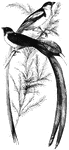 The widowbird, also known as the whidahfinch. Although most specimens are about the size of a canary, the tail feathers of some males can reach a foot in length.
