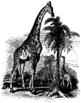 "The giraffe is the tallest of all ruminants, the males not uncommonly measuring fourteen and sometimes eighteen feet from the top of the head to the ground. The females are usually a foot or two shorter." — S. G. Goodrich, 1885