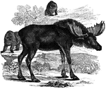 "This animal is the largest of the deer kind, being taller than thehorse. Its horns weigh fifty or sixty pounds, and the whole carcass seven hundred to twelve hundred pounds. The head, measuring above two feet in length, is narrow and clumsily shaped by the swelling upon the upper part of the nose and nostrils; the eye is proportinallly small and sunk; the ears long, hairy, and asinie; the neck and withers are surmouned by a heavy mane, and the throat furnished with long course hair." &mdash; S. G. Goodrich, 1885