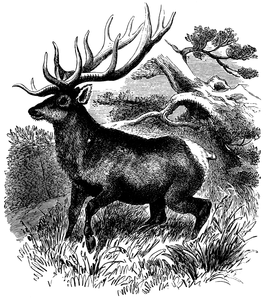 19+ Kentucky Elk Draw LeniSukaynh