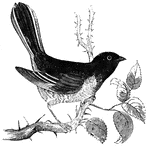 Also known as the ground-robin or ground-finch, the chewink lives in thickets along the borders of woods.