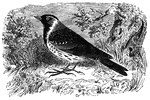 Found as far north as Greenland, the common-snow bird migrates as far south as Virginia in the winter.