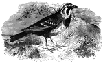 Found in the north of Europe and Asia, specimens of the shore-lark have been ound as far south as France and England.