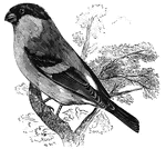 Resembling a grosbeak, the bull-finch is common and England, and can be found in other regions of Europe as well.