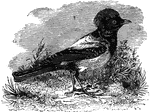 Resembling a starling, the rose-colored pastor can often be found living in the vicinity of livestock, where it mounts their backs and eats the insects imbedded in their hair.