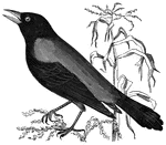 Resembling the crow-blackbird, the rusty crow-blackbird inhabits much the same region, but is less in number.