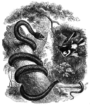 An oriole attacking a serpent on a branch.