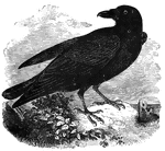 The raven has a broat palate, its diet including worms, brubs, reptiles, birds' eggs, fish, and shell-fish.