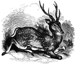 "In size and general form it nearly resembles the common fallow-deer. The skin is at all times of a rich fawn color spotted with white. The young resemble the parents." &mdash; S. G. Goodrich, 1885