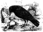 The carrion-crow of Europe has been known to feed on decaying flesh, as well as young birds, shellfish, lands and other small quadrupeds, grains, potatoes, and green walnuts.