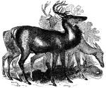 "It is about the size of the European fallow-deer, and resmebles it in temper and character; the color is brown in the summer and gray-brown in winter; the fawns are spotted with white; the tail white beneath, and carried erect when running; the length of the body is five feet five and a half; the height three to three and a half; the weight one hundred and twenty to two hundred pounds. In its form it is light and elegant, and in its movements exceedingly graceful." &mdash; S. G. Goodrich, 1885