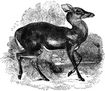 "It is about the size of the European fallow-deer, and resmebles it in temper and character; the color is brown in the summer and gray-brown in winter; the fawns are spotted with white; the tail white beneath, and carried erect when running; the length of the body is five feet five and a half; the height three to three and a half; the weight one hundred and twenty to two hundred pounds. In its form it is light and elegant, and in its movements exceedingly graceful." &mdash; S. G. Goodrich, 1885