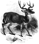 "Is between the common deer and the American elk in size. Its horns are round and twice forked; the body above is brownish gray; the tail ash color above, black near the tipl belly grayish white; hair coarse like that of the elk; the ears long, giving name to the species for their resemblance to those of the mule." &mdash; S. G. Goodrich, 1885