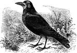 Greatly resembling the common crow, the rook is approximately nineteen inches in length and feeds on insects and worms.