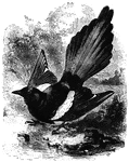 The magpie builds its nest in a high tree or a lofty hedge. It is omnivorous, but prefers meat, such as small game.