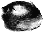 "A small kidney shaped, pendulous bag of the size of a hen's egg, situated below the abdomen and peculiar to the male. It is brown and unctuous, and may be pressed out through two apertures. It is the strongest and most pungent of perfumes; the mere skin of the animal is sufficient to fill the place where it has been kept with a strong odor for a long time.In medicine it is used as an antispammodic. " &mdash; S. G. Goodrich, 1885
